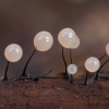 Slime mold - Comatricha nigra | Fotografijos autorius : Žilvinas Pūtys | © Macronature.eu | Macro photography web site