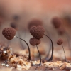 Slime mold - Comatricha nigra | Fotografijos autorius : Žilvinas Pūtys | © Macronature.eu | Macro photography web site
