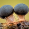 Slime mold - Diderma montanum | Fotografijos autorius : Eglė Vičiuvienė | © Macronature.eu | Macro photography web site