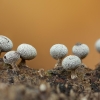Slime mold - Physarum sp. | Fotografijos autorius : Žilvinas Pūtys | © Macronature.eu | Macro photography web site