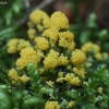 Slime mold - Physarum virescens | Fotografijos autorius : Vytautas Gluoksnis | © Macronature.eu | Macro photography web site
