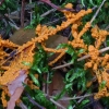 Slime mold - Physarum virescens | Fotografijos autorius : Romas Ferenca | © Macronature.eu | Macro photography web site