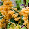 Slime mold - Physarum virescens | Fotografijos autorius : Darius Baužys | © Macronature.eu | Macro photography web site