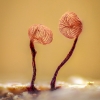 Slime mould - Cribraria cancellata | Fotografijos autorius : Eglė Vičiuvienė | © Macronature.eu | Macro photography web site