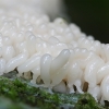 Slime mould - Arcyria sp., young fruiting bodies | Fotografijos autorius : Gintautas Steiblys | © Macronature.eu | Macro photography web site