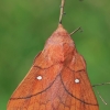 Slyvinis verpikas - Odonestis pruni | Fotografijos autorius : Gintautas Steiblys | © Macrogamta.lt | Šis tinklapis priklauso bendruomenei kuri domisi makro fotografija ir fotografuoja gyvąjį makro pasaulį.