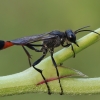 Smėlinė amofila - Ammophila sabulosa ♂ | Fotografijos autorius : Gintautas Steiblys | © Macrogamta.lt | Šis tinklapis priklauso bendruomenei kuri domisi makro fotografija ir fotografuoja gyvąjį makro pasaulį.