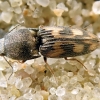 Smėlinis smulkiaspragšis - Negastrius sabulicola | Fotografijos autorius : Vitalii Alekseev | © Macrogamta.lt | Šis tinklapis priklauso bendruomenei kuri domisi makro fotografija ir fotografuoja gyvąjį makro pasaulį.