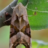 Smailiakampis pelėdgalvis - Phlogophora meticulosa | Fotografijos autorius : Arūnas Eismantas | © Macrogamta.lt | Šis tinklapis priklauso bendruomenei kuri domisi makro fotografija ir fotografuoja gyvąjį makro pasaulį.