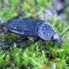 Smailiapetis maitvabalis - Thanatophilus sinuatus | Fotografijos autorius : Romas Ferenca | © Macrogamta.lt | Šis tinklapis priklauso bendruomenei kuri domisi makro fotografija ir fotografuoja gyvąjį makro pasaulį.