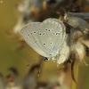 Small Blue - Cupido minimus | Fotografijos autorius : Vidas Brazauskas | © Macronature.eu | Macro photography web site