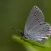 Small Blue - Cupido minimus | Fotografijos autorius : Eglė Vičiuvienė | © Macronature.eu | Macro photography web site