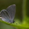 Small Blue - Cupido minimus | Fotografijos autorius : Eglė Vičiuvienė | © Macronature.eu | Macro photography web site