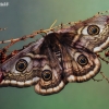 Small Emperor moth - Eudia pavonia | Fotografijos autorius : Lukas Jonaitis | © Macronature.eu | Macro photography web site