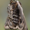 Small Emperor moth - Saturnia pavonia  | Fotografijos autorius : Arūnas Eismantas | © Macronature.eu | Macro photography web site