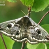 Small Emperor moth - Saturnia pavonia  | Fotografijos autorius : Gintautas Steiblys | © Macronature.eu | Macro photography web site