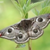 Small Emperor moth - Saturnia pavonia, female | Fotografijos autorius : Arūnas Eismantas | © Macronature.eu | Macro photography web site