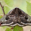 Small Emperor moth - Saturnia pavonia, female | Fotografijos autorius : Arūnas Eismantas | © Macronature.eu | Macro photography web site