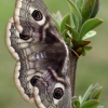 Small Emperor moth - Saturnia pavonia, female | Fotografijos autorius : Gintautas Steiblys | © Macronature.eu | Macro photography web site