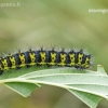 Small Emperor moth - Saturnia pavonia | Fotografijos autorius : Darius Baužys | © Macronature.eu | Macro photography web site