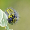 Small Emperor moth - Saturnia pavonia | Fotografijos autorius : Darius Baužys | © Macronature.eu | Macro photography web site