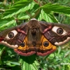 Small Emperor moth - Saturnia pavonia | Fotografijos autorius : Deividas Makavičius | © Macronature.eu | Macro photography web site