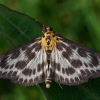 Small Magpie - Anania hortulata | Fotografijos autorius : Gintautas Steiblys | © Macronature.eu | Macro photography web site