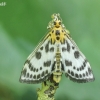 Small Magpie - Anania hortulata | Fotografijos autorius : Armandas Ka | © Macronature.eu | Macro photography web site