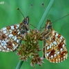 Small Pearl-bordered Fritillaries - Boloria selene  | Fotografijos autorius : Gintautas Steiblys | © Macronature.eu | Macro photography web site