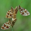 Small Pearl-bordered Fritillaries - Boloria selene  | Fotografijos autorius : Gintautas Steiblys | © Macronature.eu | Macro photography web site