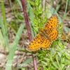 Small Pearl-bordered Fritillary (Boloria selene) | Fotografijos autorius : Aleksandras Naryškin | © Macronature.eu | Macro photography web site