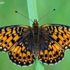 Small Pearl-bordered Fritillary - Boloria selene  | Fotografijos autorius : Gintautas Steiblys | © Macronature.eu | Macro photography web site