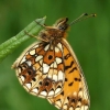 Small Pearl-bordered Fritillary - Boloria selene  | Fotografijos autorius : Gintautas Steiblys | © Macronature.eu | Macro photography web site