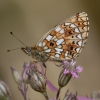 Pievinis perlinukas - Boloria selene | Fotografijos autorius : Žilvinas Pūtys | © Macronature.eu | Macro photography web site