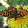 Pievinis perlinukas - Boloria selene | Fotografijos autorius : Vytautas Gluoksnis | © Macronature.eu | Macro photography web site