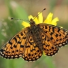 Pievinis perlinukas - Boloria selene | Fotografijos autorius : Gintautas Steiblys | © Macronature.eu | Macro photography web site