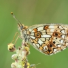 Pievinis perlinukas - Boloria selene | Fotografijos autorius : Žilvinas Pūtys | © Macronature.eu | Macro photography web site