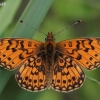 Pievinis perlinukas - Boloria selene | Fotografijos autorius : Gintautas Steiblys | © Macronature.eu | Macro photography web site