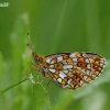 Pievinis perlinukas - Boloria selene | Fotografijos autorius : Deividas Makavičius | © Macronature.eu | Macro photography web site