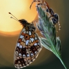 Small Pearl-bordered Fritillary - Boloria selene | Fotografijos autorius : Arūnas Eismantas | © Macronature.eu | Macro photography web site