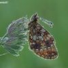 Pievinis perlinukas - Boloria selene | Fotografijos autorius : Darius Baužys | © Macronature.eu | Macro photography web site