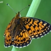 Small Pearl-bordered Fritillary - Boloria selene | Fotografijos autorius : Gintautas Steiblys | © Macronature.eu | Macro photography web site