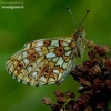 Small Pearl-bordered Fritillary - Boloria selene | Fotografijos autorius : Romas Ferenca | © Macronature.eu | Macro photography web site