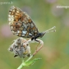 Small Pearl-bordered Fritillary - Boloria selene | Fotografijos autorius : Darius Baužys | © Macronature.eu | Macro photography web site