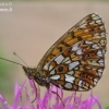 Small Pearl-bordered Fritillary - Boloria selene | Fotografijos autorius : Deividas Makavičius | © Macronature.eu | Macro photography web site