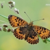 Small Pearl-bordered Fritillary - Boloria selene | Fotografijos autorius : Arūnas Eismantas | © Macronature.eu | Macro photography web site