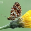 Small Pearl-bordered Fritillary - Boloria selene | Fotografijos autorius : Arūnas Eismantas | © Macronature.eu | Macro photography web site