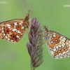 Small Pearl-bordered Fritillary - Boloria selene | Fotografijos autorius : Lukas Jonaitis | © Macronature.eu | Macro photography web site