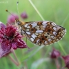 Small Pearl-bordered Fritillary - Boloria selene | Fotografijos autorius : Nomeda Vėlavičienė | © Macronature.eu | Macro photography web site