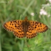 Small Pearl-bordered Fritillary - Boloria selene | Fotografijos autorius : Deividas Makavičius | © Macronature.eu | Macro photography web site